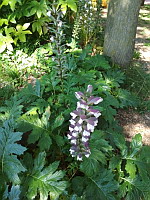 Acanthe  feuilles molles (Acanthus mollis)